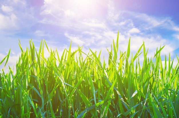 Groene zonnige grasweide in de lente met blauwe lucht en witte wolken Natuurlijke eco seizoensgebonden lente abstracte achtergrond