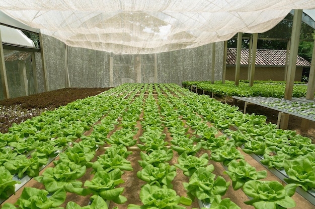 Groenen hydrocultuur boerderij