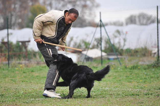 攻撃中のGroenendael