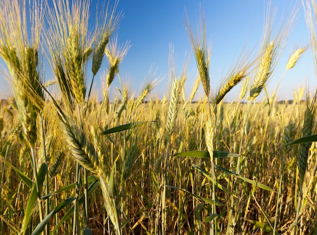 Groengeel rogge op een achtergrond van blauwe lucht, de plant begon te rijpen en te drogen in het zomerseizoen