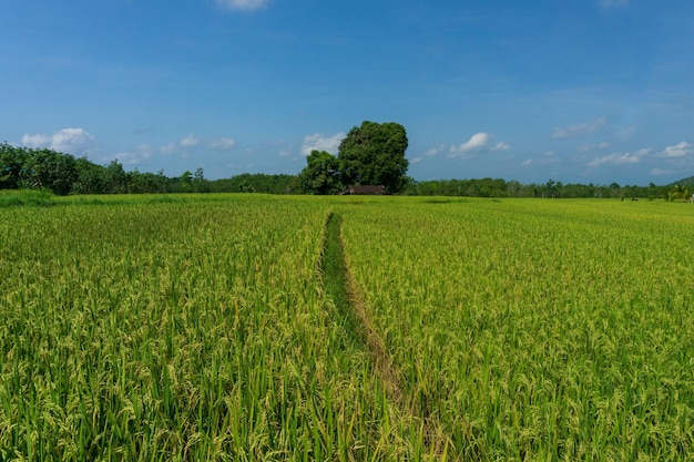 Groengele rijst met blauwe lucht in de agrarische sector in Bengkulu Indonesië