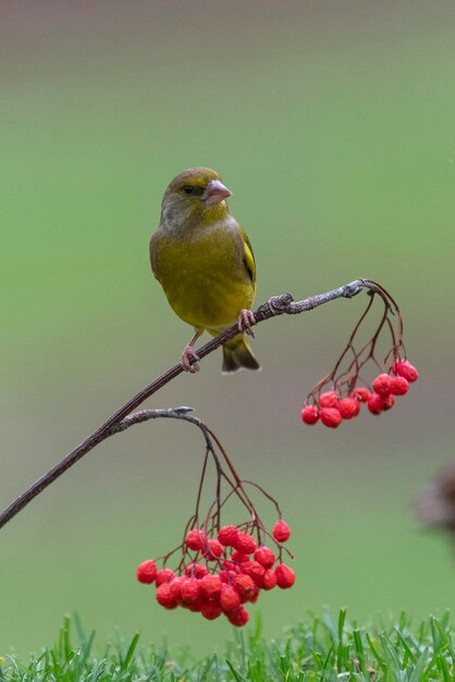 Groenling (Chloris chloris) Leon, Spanje