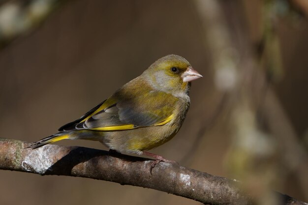 Groenling Chloris chloris