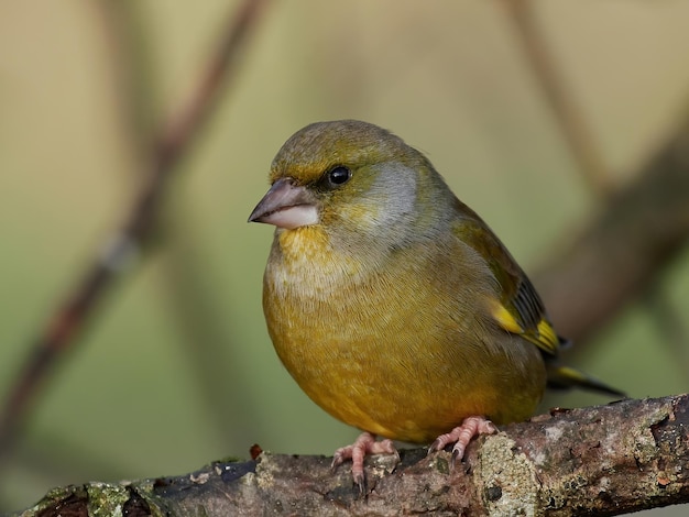 Groenling Chloris chloris