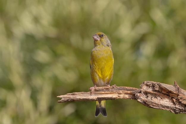 Groenling of groenling (Chloris chloris) Malaga, Spanje