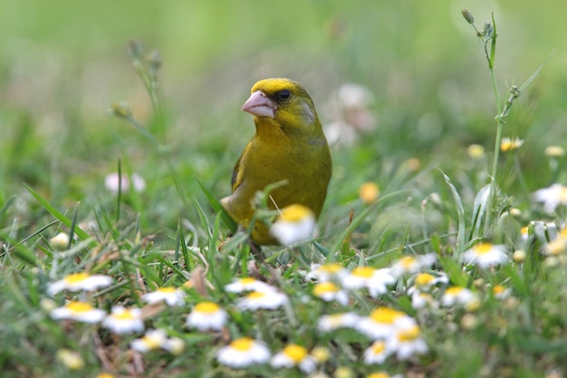 Groenling volwassen mannetje onder bloemen met de laatste zonsonderganglichten