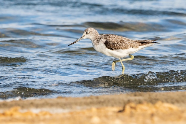 Groenpootruiter in het natuurpark Albufera van Valencia