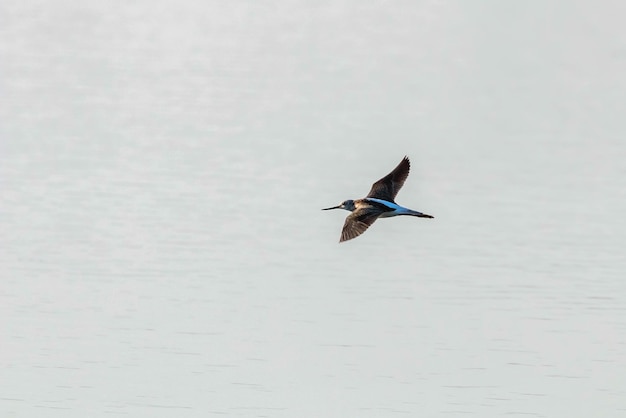 Groenpootruiter tijdens de vlucht (Tringa nebularia) natuurlijke omgeving