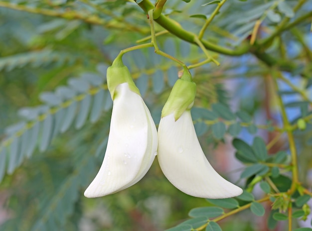 Groente zoemende vogel Sesban Agasta (Sesbania grandiflora desv)