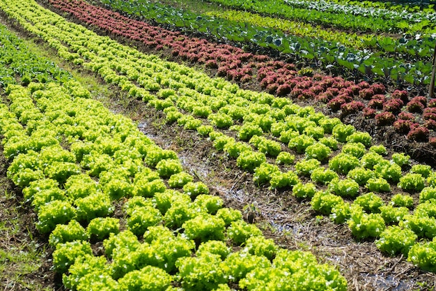 Groentegewassen landbouwproductie in Colombia