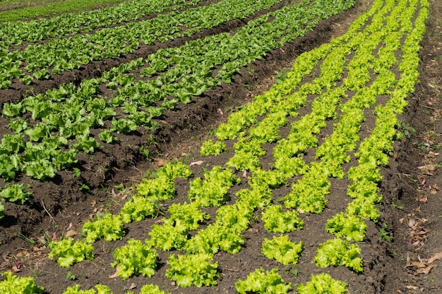 Groentegewassen landbouwproductie in Colombia