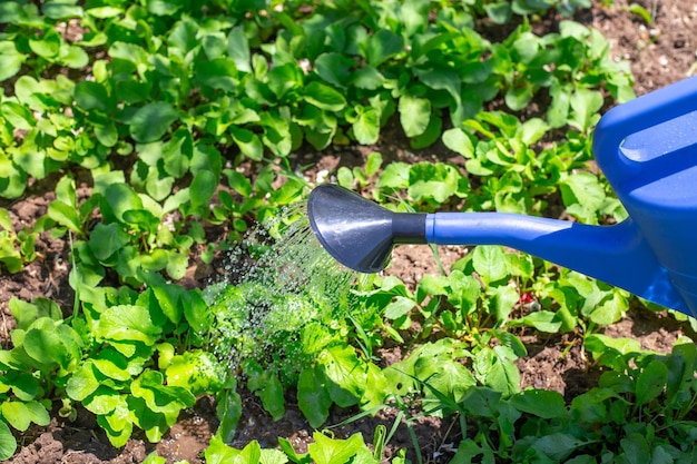 Groenten en bladgroenten water geven vanuit een gieter voor het kweken en verzorgen van planten in de tuin