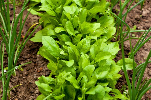 Groenten kweken op groentebed in lentetuin Diverse ingrediënten voor vegetarische salade Bladeren van bieten, uien en knoflook op ecofarm