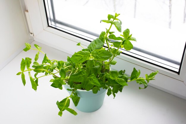 Groenten planten in een pot uit de winkel in de pot. Melissa officinalis in vrouwelijke handen. Nuttige en smakelijke muntplanten op de vensterbank, gezonde voeding.