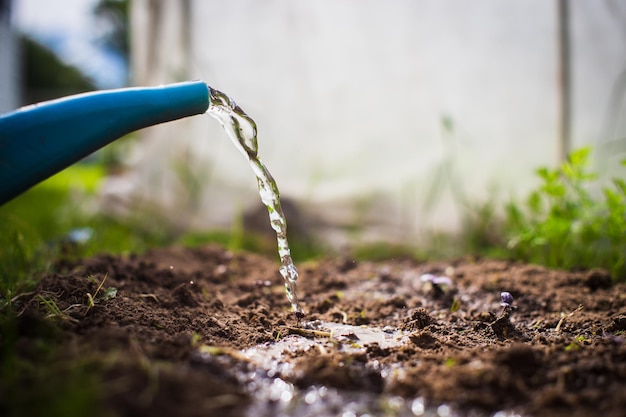 Groenteplanten op een plantage in de zomerhitte water geven met een gieter Tuinconcept Landbouwplanten die in beddenrij groeien