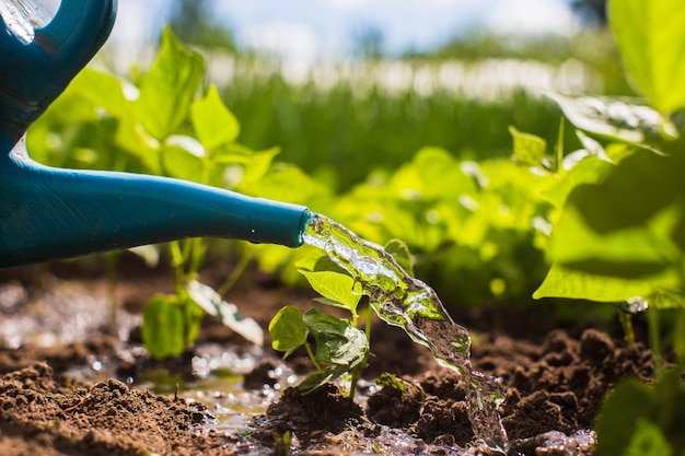 Groenteplanten op een plantage in de zomerhitte water geven met een gieter Tuinconcept Landbouwplanten die in beddenrij groeien