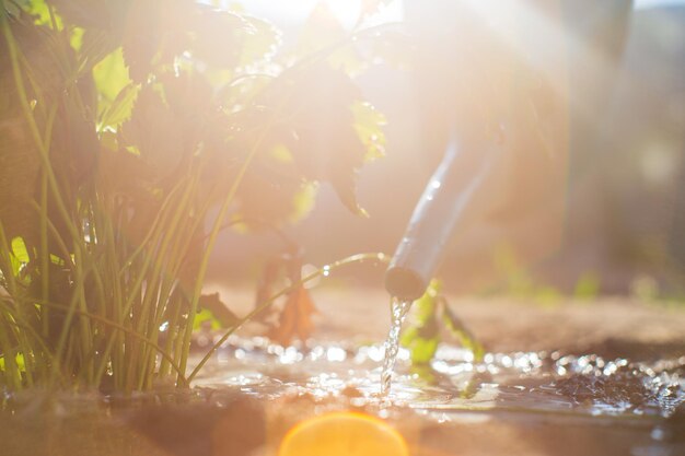 Groenteplanten op een plantage in de zomerhitte water geven met een gieter Tuinconcept Landbouwplanten die in beddenrij groeien