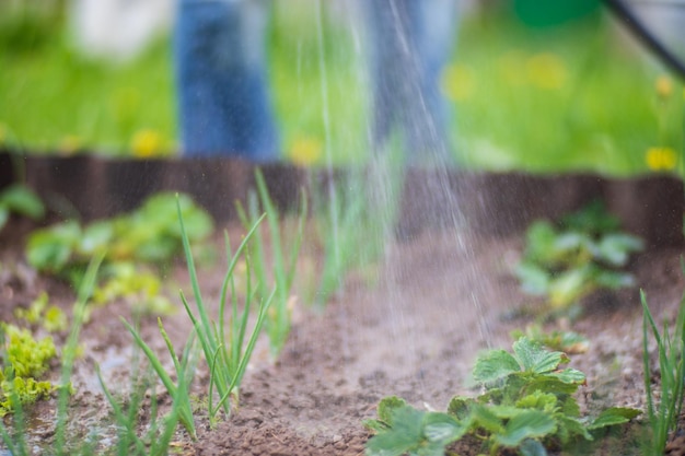 Groenteplanten water geven op een plantage in de zomerhitte Druppels water irrigeren gewassen Tuinbouwconcept Landbouwplanten die in bedrij groeien