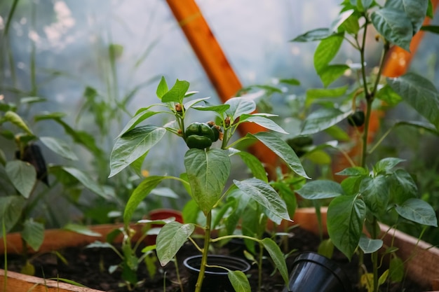 Groenteteelt broeikas tuinieren naturel