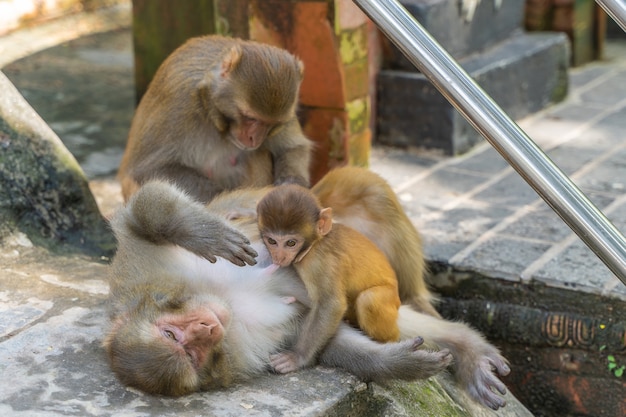 Groep aap bij de Swayambhunath-tempel of aaptempel in Kathmandu, Nepal. Moeder, vader en hun baby. Stock foto.