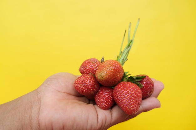 groep aardbeien in de hand