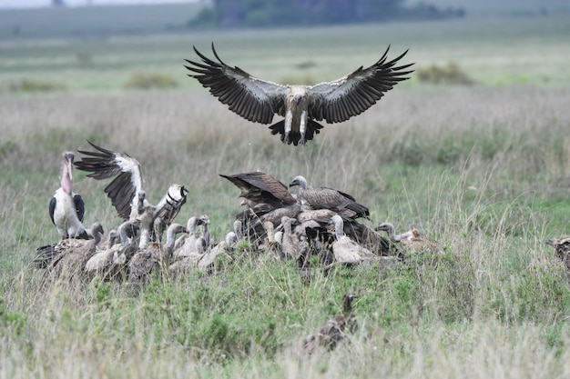 Groep aasvogels op grasland