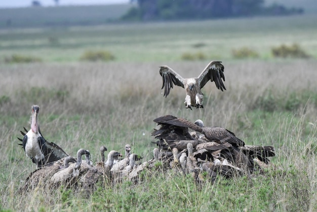 Groep aasvogels op grasland