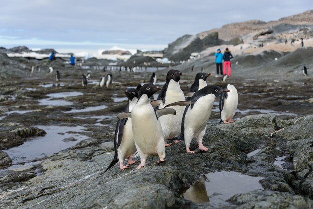 Foto groep adeliepinguïnen op strand in antarctica