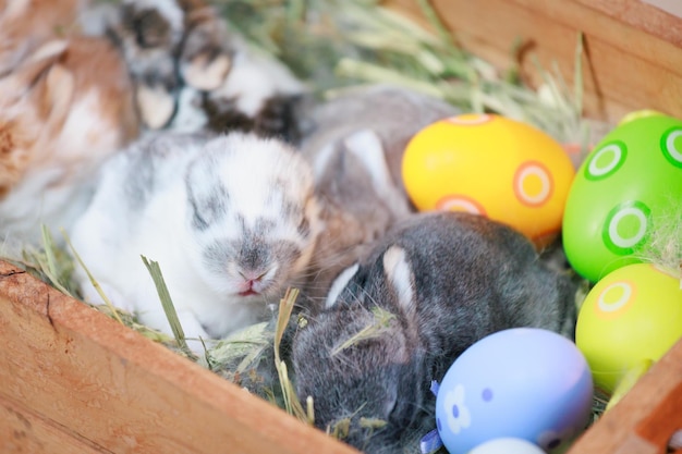 Groep baby Holland hangoor konijnen in het nest met mama bont en hooi en versier met paaseieren Vrolijk Pasen Fijne vakantie