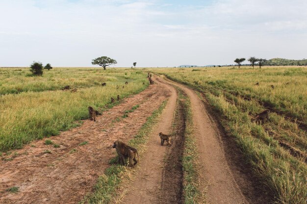 Foto groep bavianen op een veld