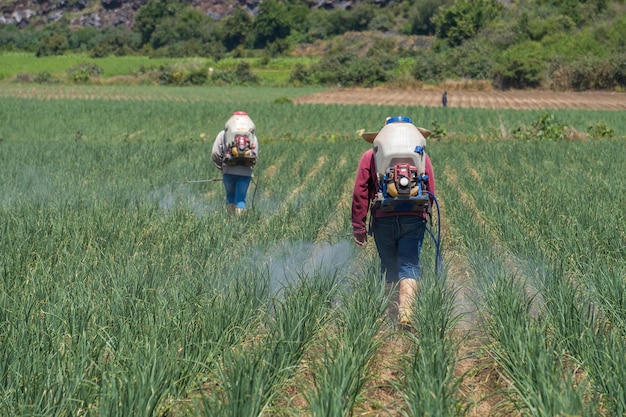 Groep boeren die mest in een uienveld sproeien