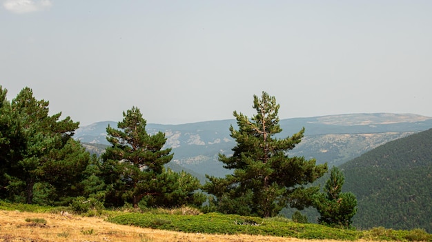 Foto groep bomen en sparren op de heuvel van een berg