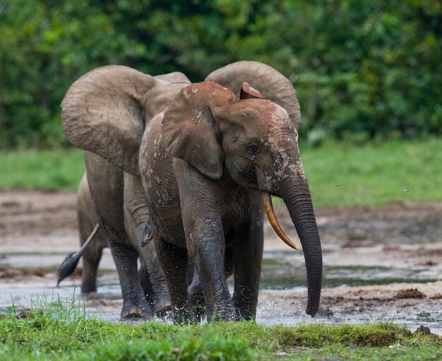 Groep bosolifanten in de bosrand. Republiek Congo. Dzanga-Sangha speciaal reservaat. Centraal Afrikaanse Republiek.
