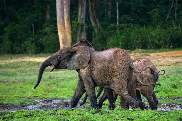 Groep bosolifanten in de bosrand