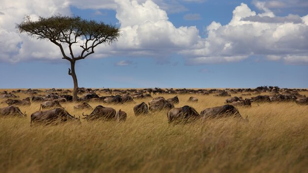 Groep buffels in Masai Mara, Kenia