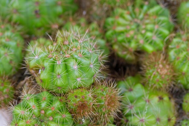 Groep Cactus na regen met waterdaling op groene achtergrond