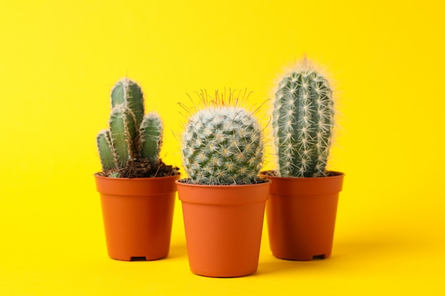 Groep cactussen in potten op gele oppervlakte