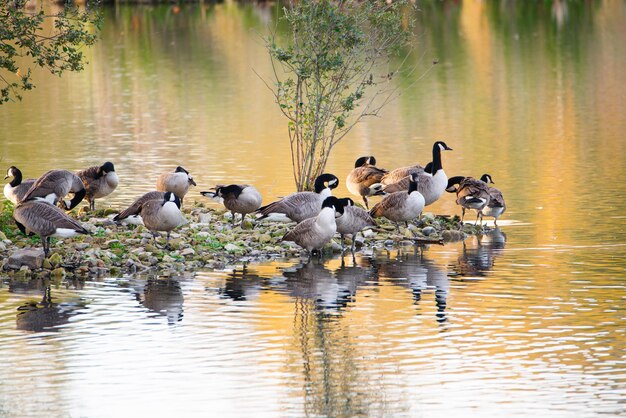 Groep canadese ganzen in het moerasland haff reimech in luxemburg, watervogels aan de kust, branta