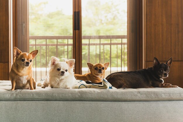 Groep Chihuahua-honden die thuis op een bank liggen