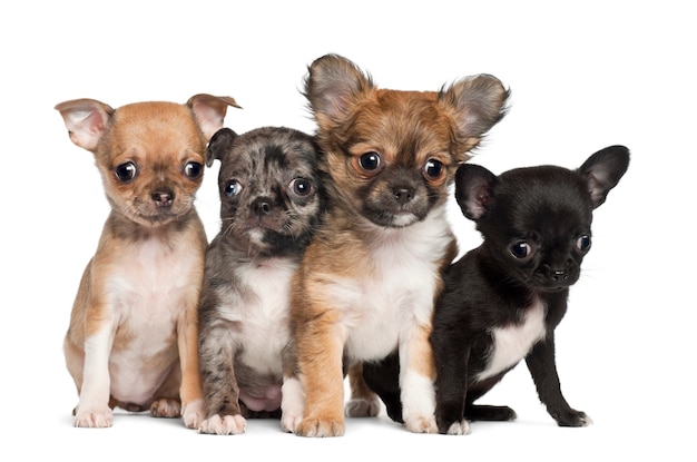 Groep Chihuahua-puppyzitting tegen witte achtergrond
