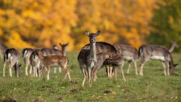 Groep damherten staande op het veld in de herfst natuur