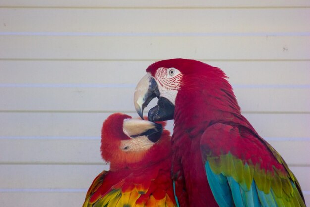 Foto groep dieren