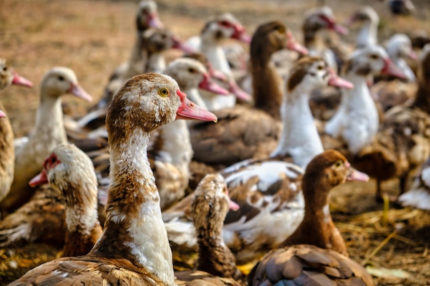 Groep eenden bruine en witte eenden in boerderij