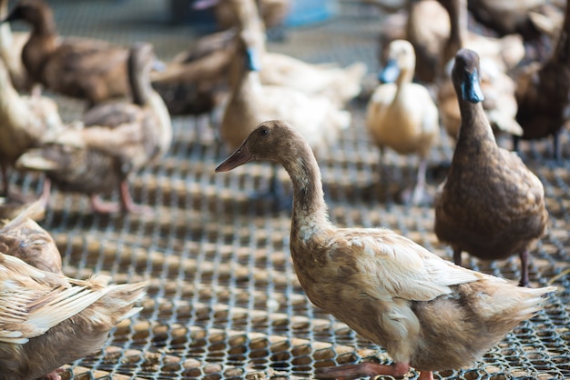 Groep eenden in boerderij