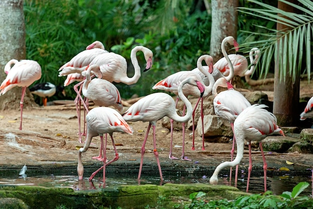 Groep exotische roze flamingo's