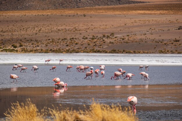 groep flamingo's die in een lagune eten