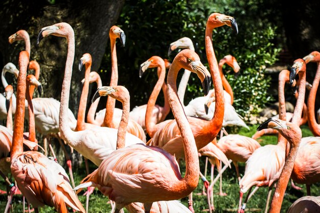 groep flamingo's met lange nekken en prachtig verenkleed