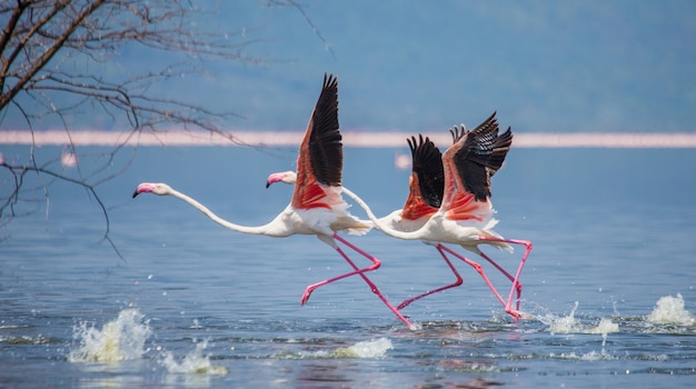 Groep flamingo's vóór het opstijgen