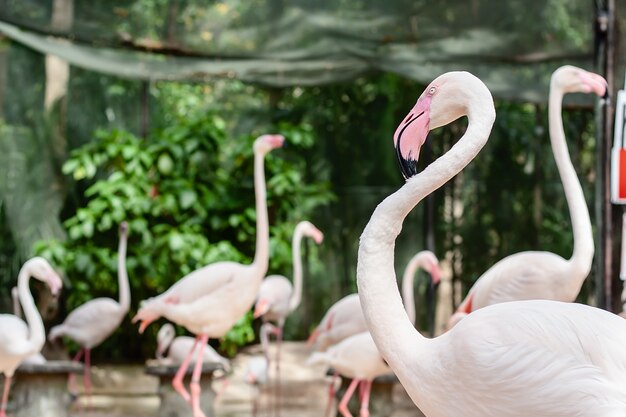 Groep Flamingo