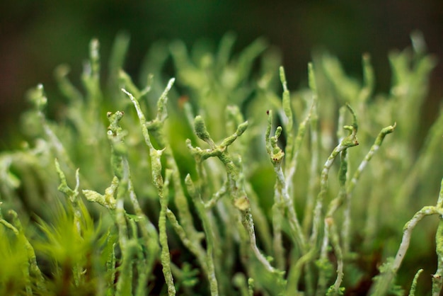 groep fricties van de lichen cladonia die lijken te dansen.